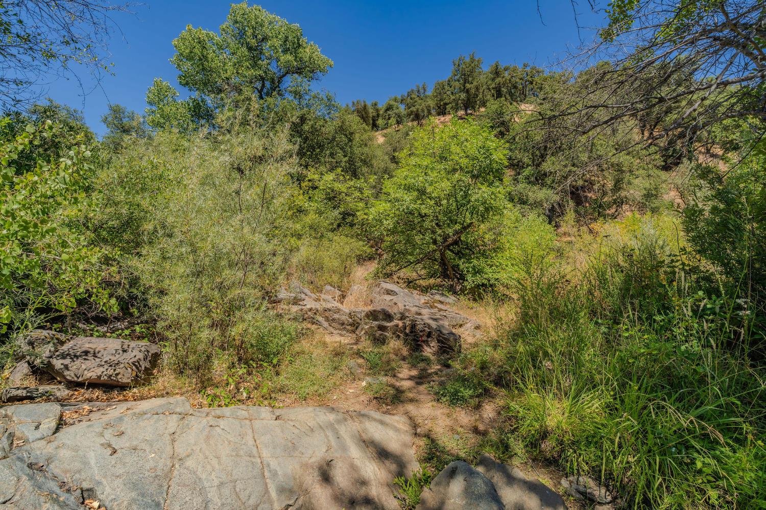 0 Electra Road Jackson, CA 95642 - Photo 13 of 51 a view of a bunch of trees and bushes