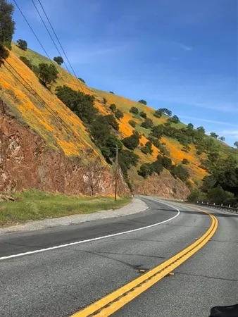 a view of a yard from a window