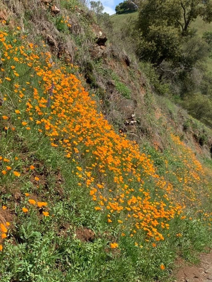 0 Electra Road Jackson, CA 95642 - Photo 42 of 51 a view of a yard with plants and tree