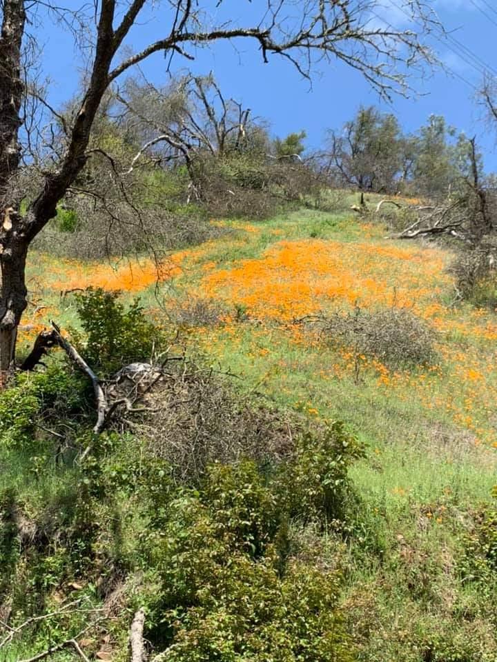 0 Electra Road Jackson, CA 95642 - Photo 46 of 51 a view of lake view and mountain