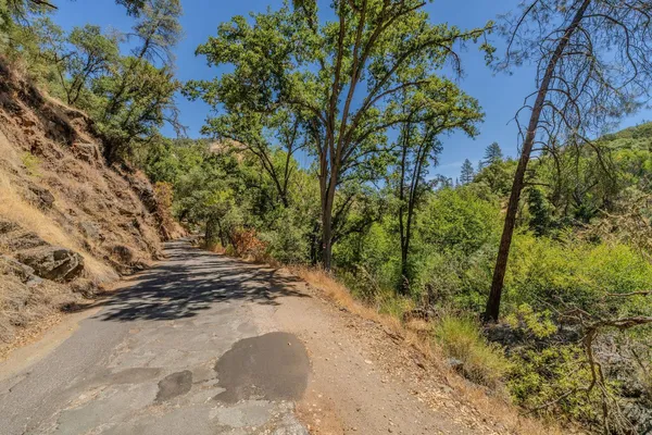 a view of a yard with plants and trees