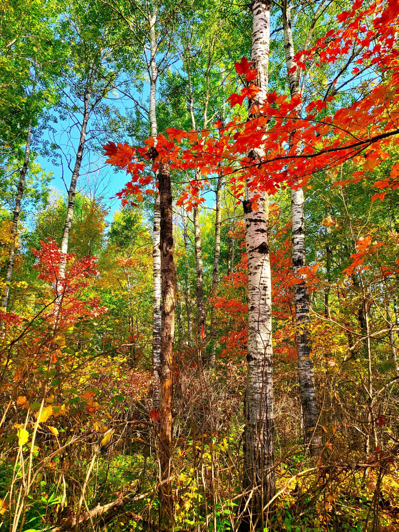 Xx Klejeski Road Sandstone, MN 55072 - Photo 1 of 1 Gallery Image 1