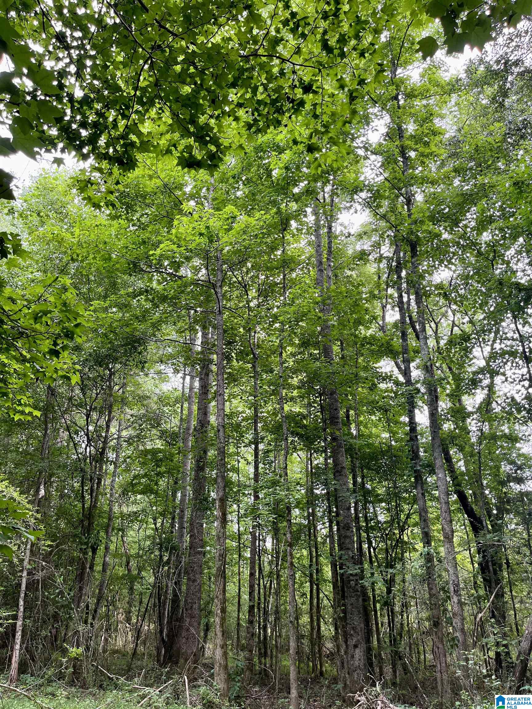 2917 Doublehead Road, Unit 170 ACRES Roanoke, AL 36274 - Photo 4 of 18