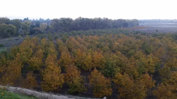 a view of mountain and yard