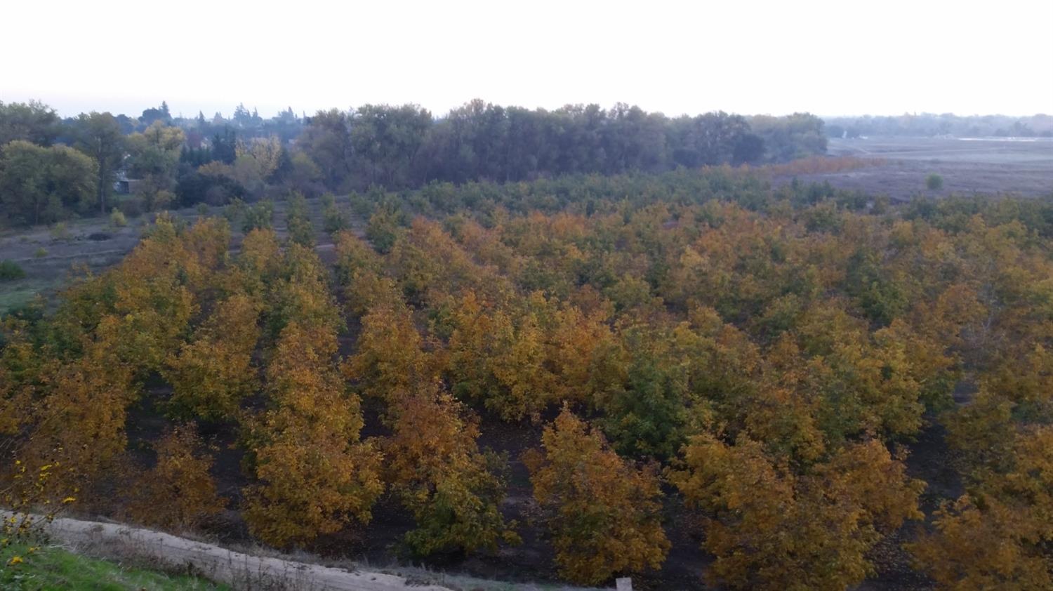 a view of mountain and yard