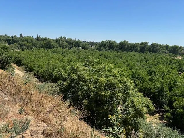 a view of a field of grass and trees