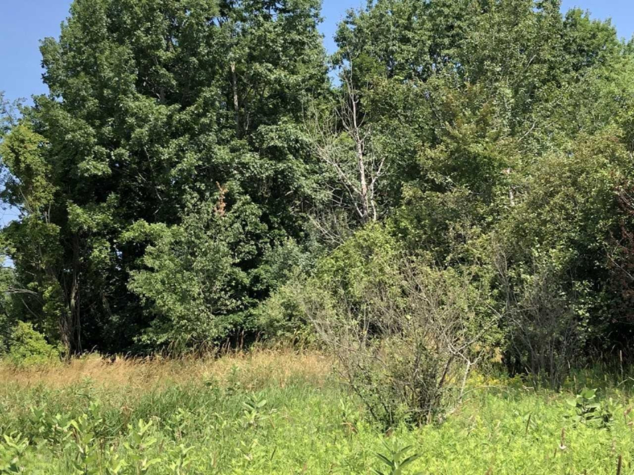 4701 Carlson Road Stanton, MI 48888 - Photo 28 of 30 download (4)