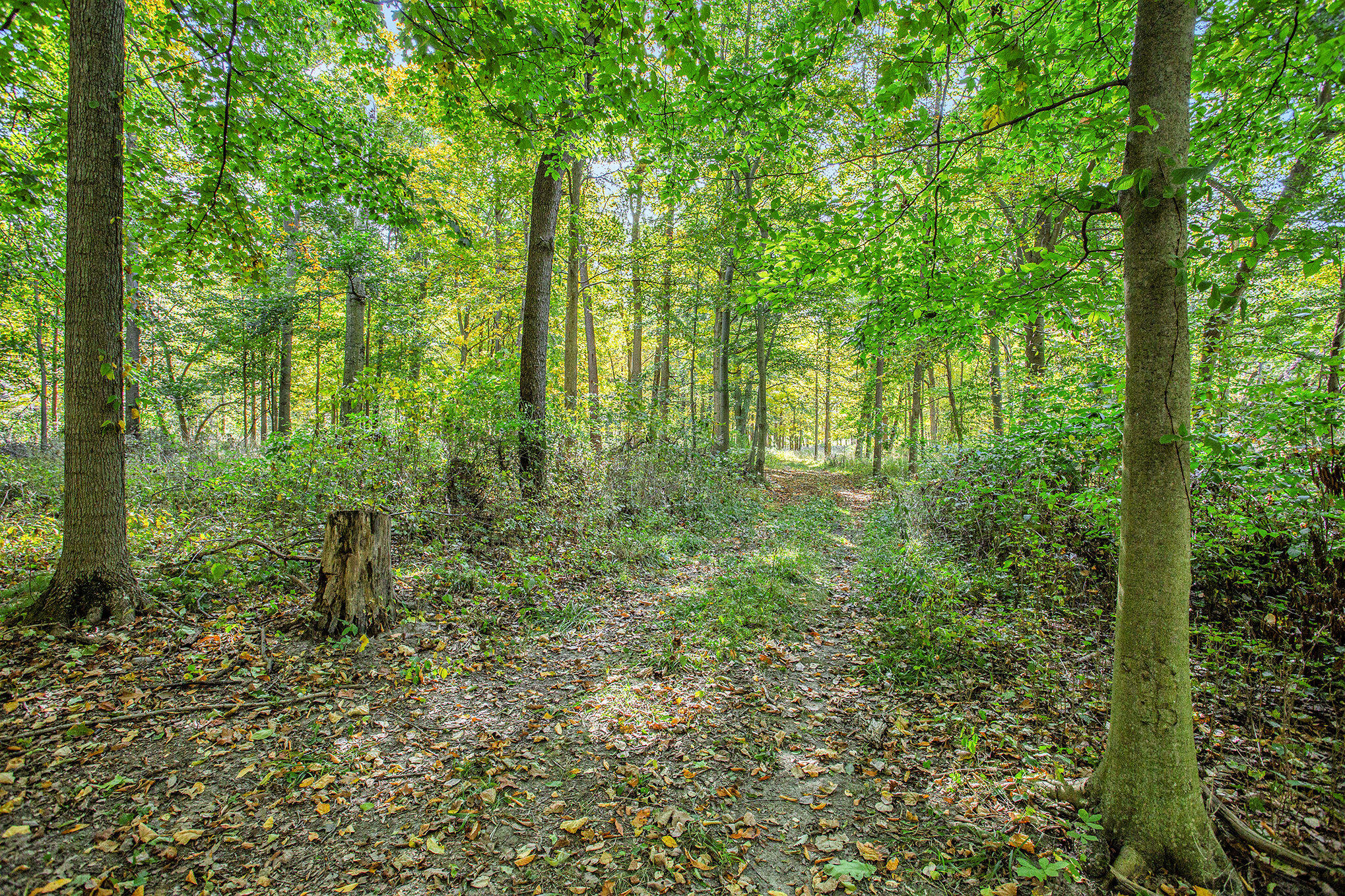 6097 Otto Road Charlotte, MI 48813 - Photo 62 of 89 061_8l9a8919