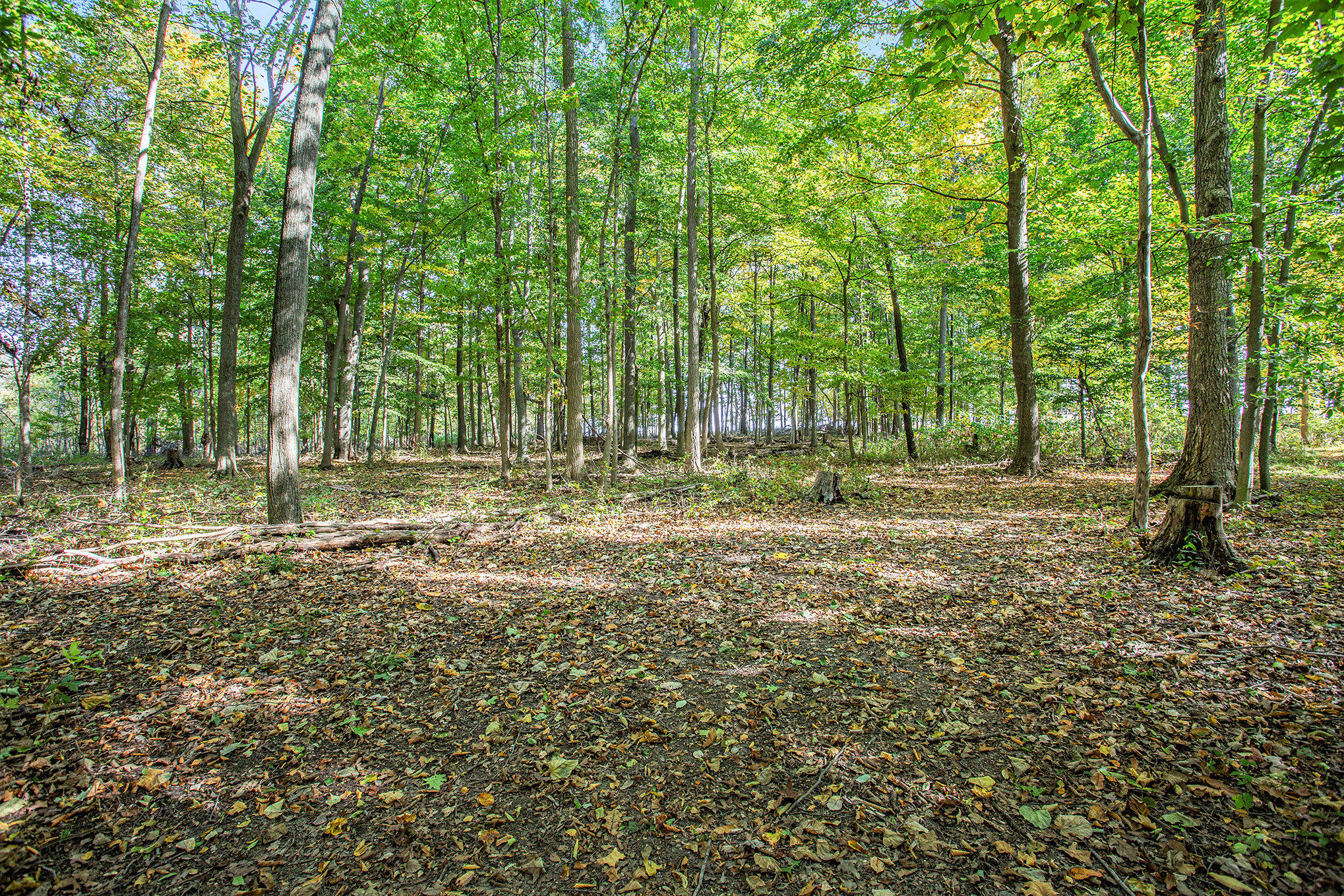 6097 Otto Road Charlotte, MI 48813 - Photo 63 of 89 062_8l9a8917