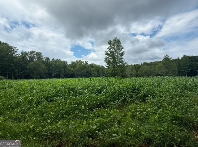 a view of a yard with large trees