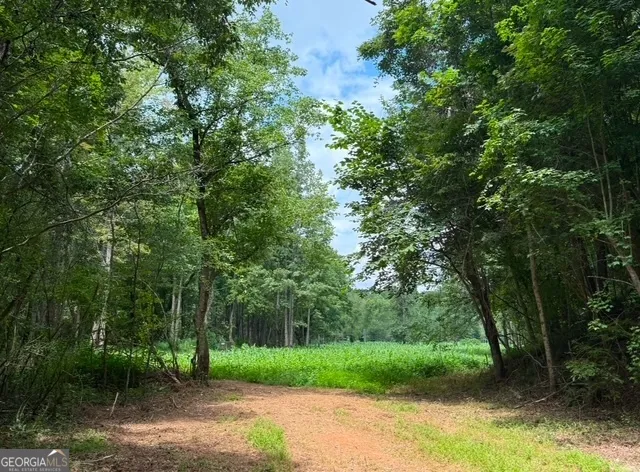 a view of a forest with trees in the background