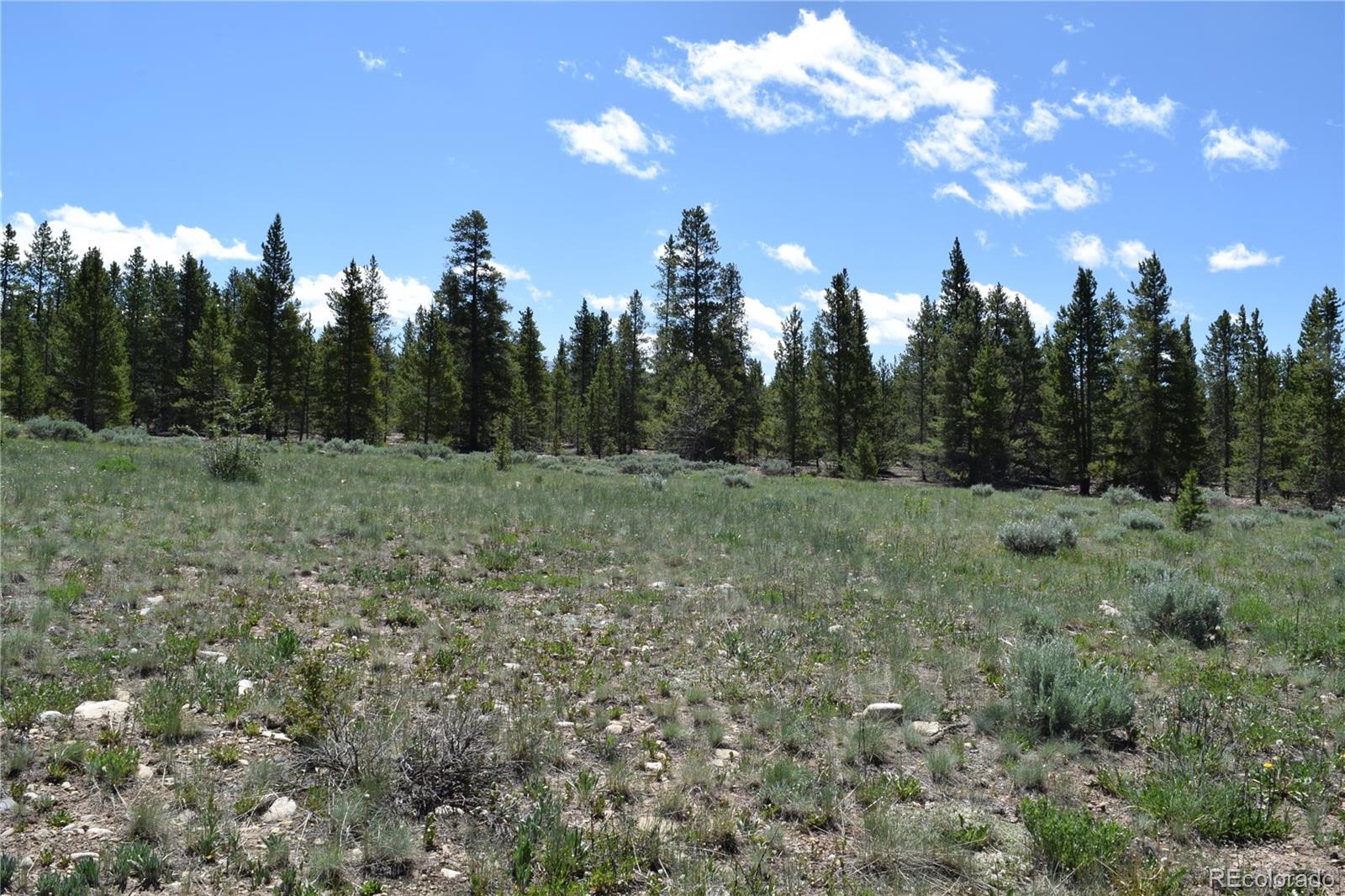 350 Snowshoe Rabbit Drive Leadville, CO 80461 - Photo 3 of 9 a view of a field with trees in the background