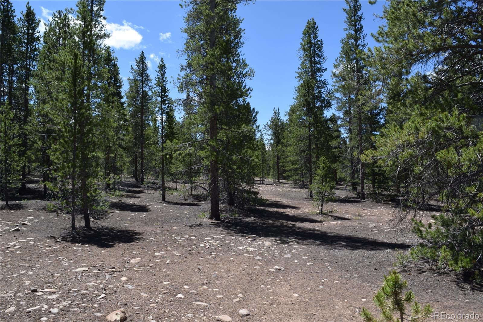 350 Snowshoe Rabbit Drive Leadville, CO 80461 - Photo 4 of 9 a view of a forest with trees in the background