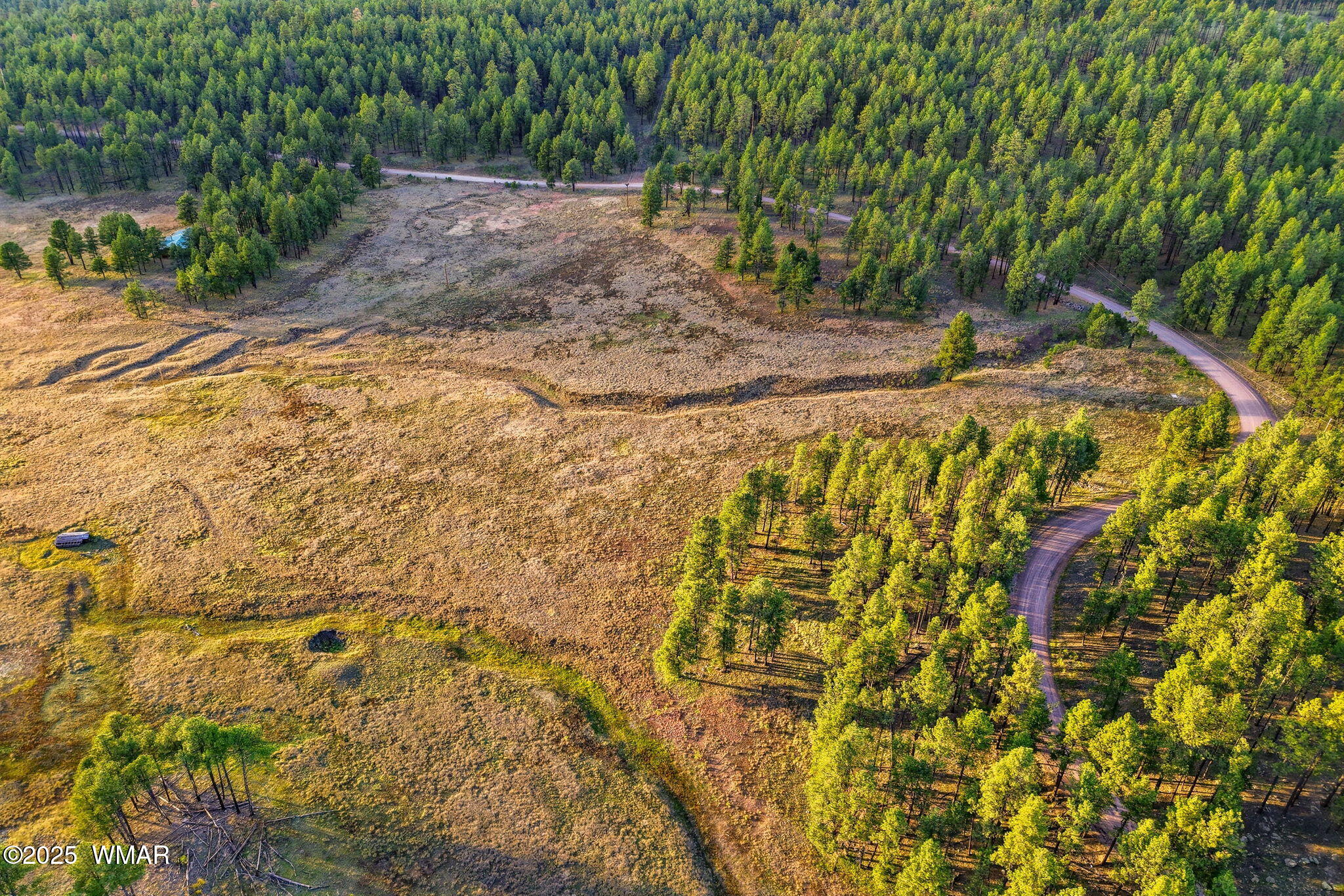 1 A Forest Road 26 Springerville, AZ 85938 - Photo 14 of 16 a view of a yard with plants and trees