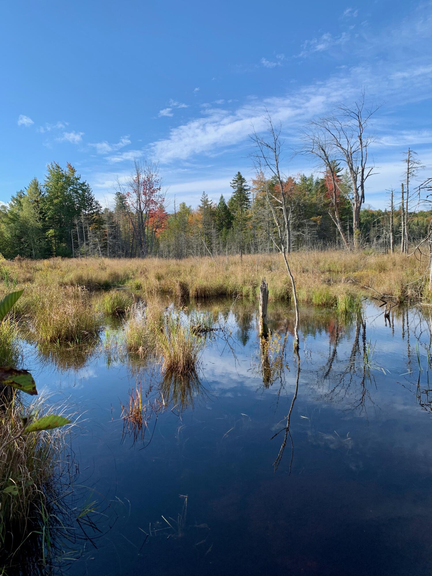 Lot 14 Off Steam Mill Road Robbinston, ME 04671 - Photo 10 of 67 IMG_2958