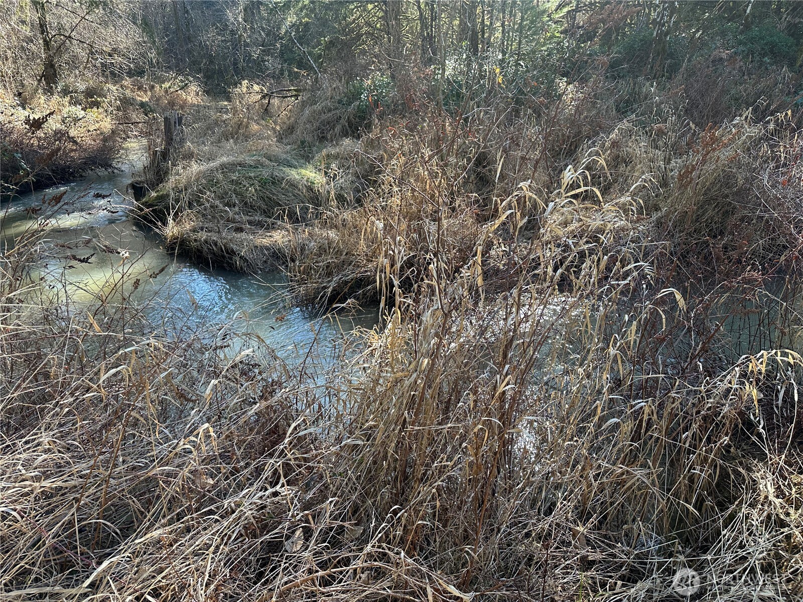 123 Marttala Road North Winlock, WA 98596 - Photo 15 of 17 a view of a forest with a tree