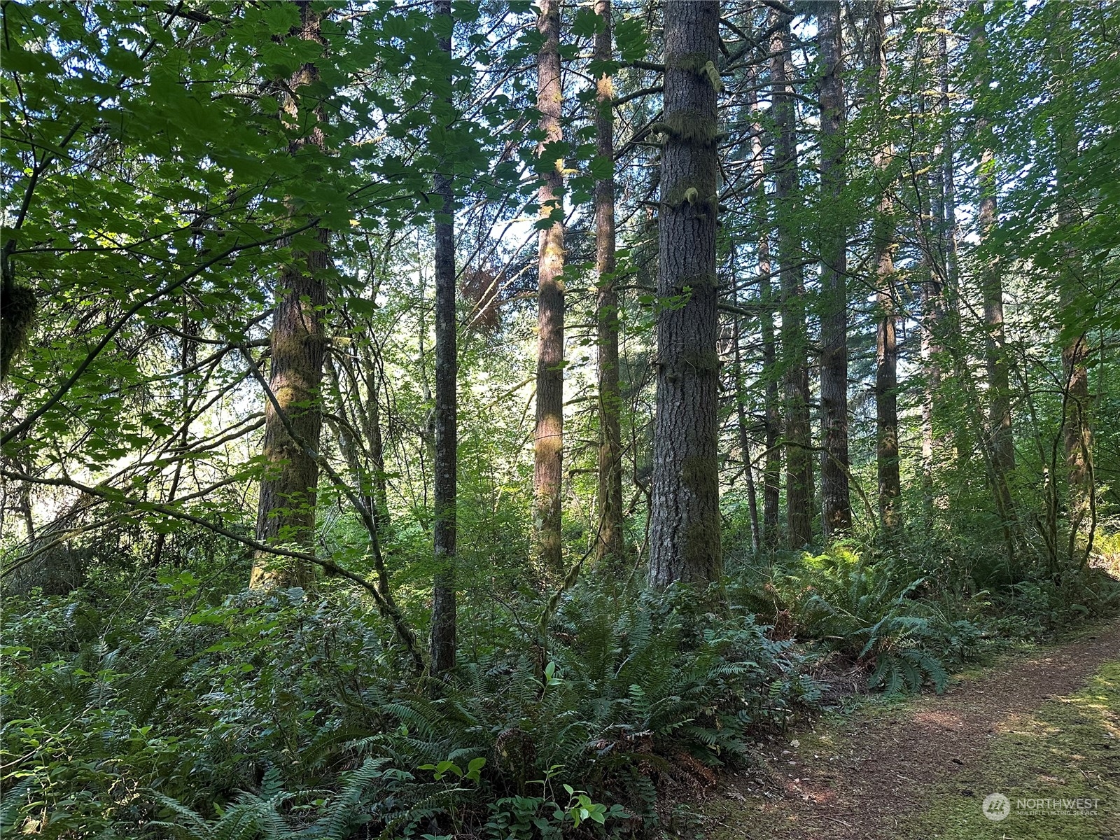123 Marttala Road North Winlock, WA 98596 - Photo 2 of 17 a view of forest