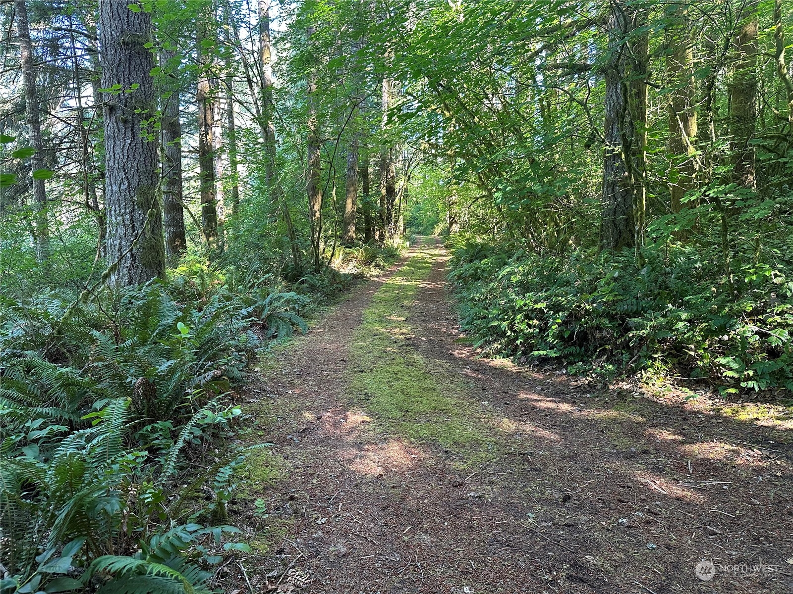 123 Marttala Road North Winlock, WA 98596 - Photo 3 of 17 a view of a forest with trees in the background