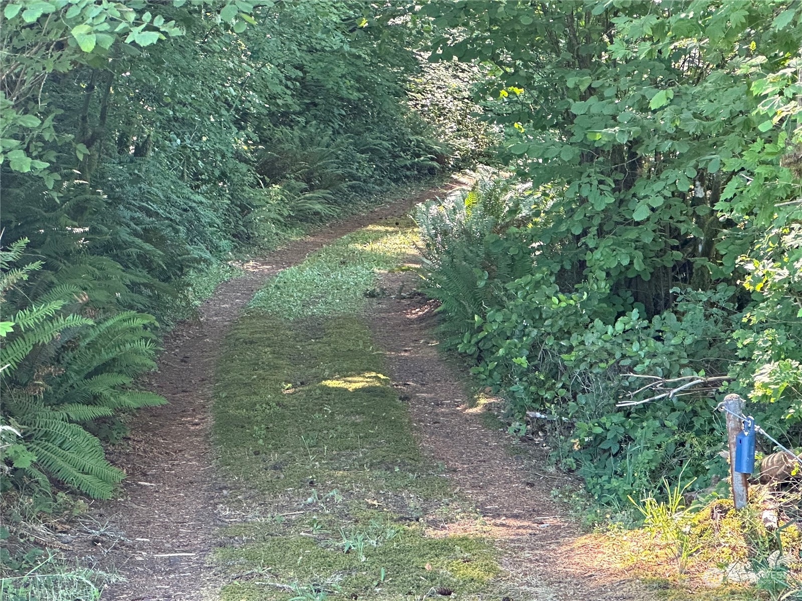 123 Marttala Road North Winlock, WA 98596 - Photo 5 of 17 a view of a forest with lots of trees