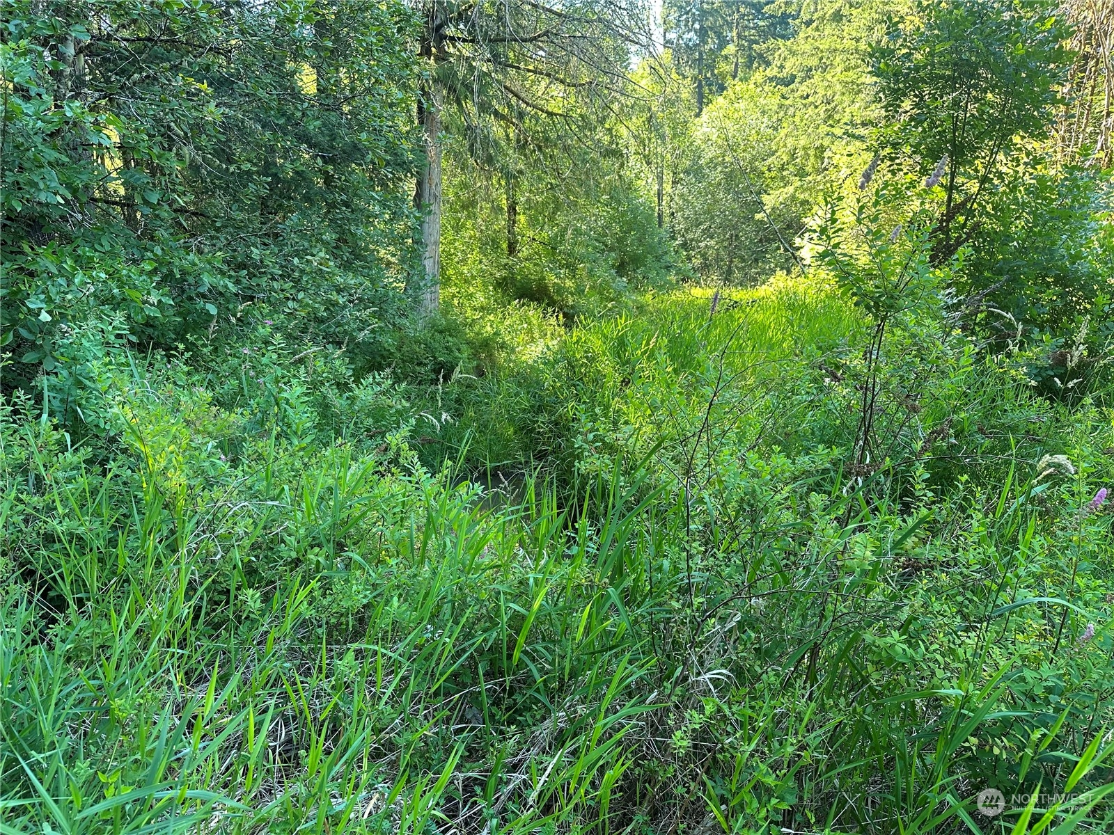 123 Marttala Road North Winlock, WA 98596 - Photo 8 of 17 a view of a lush green forest