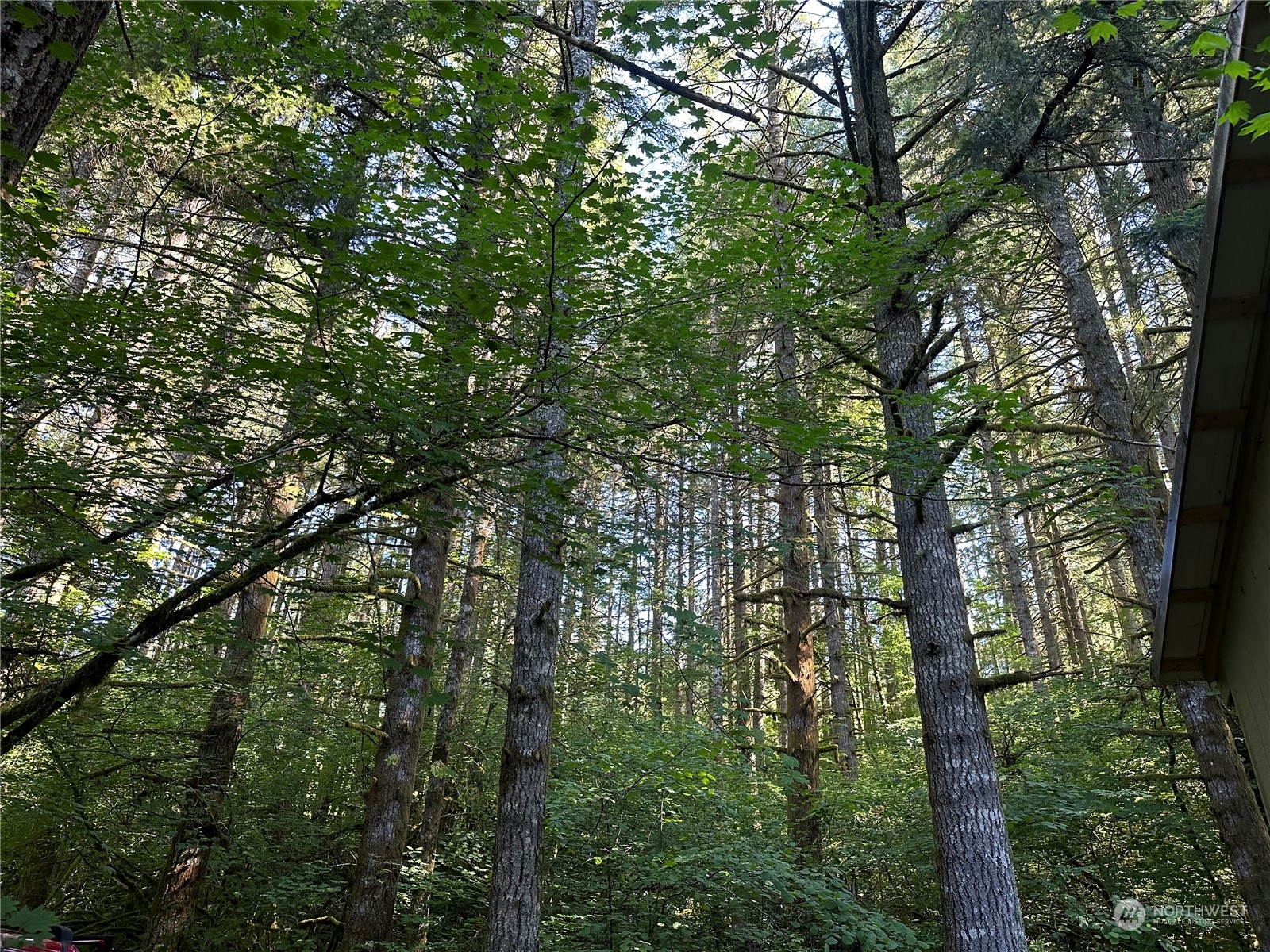 123 Marttala Road North Winlock, WA 98596 - Photo 9 of 17 a view of forest
