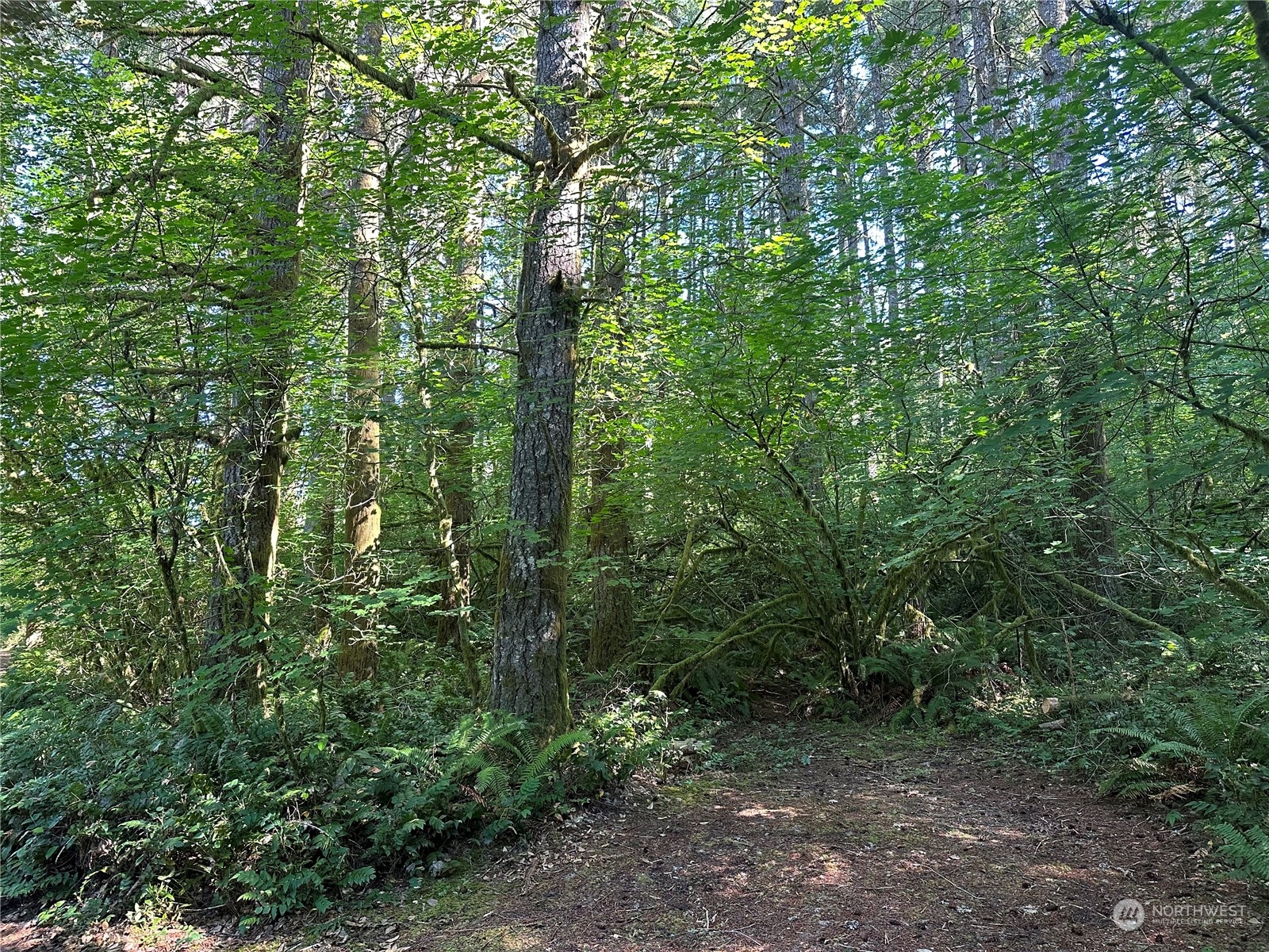 123 Marttala Road North Winlock, WA 98596 - Photo 10 of 17 a view of a forest with trees in the background
