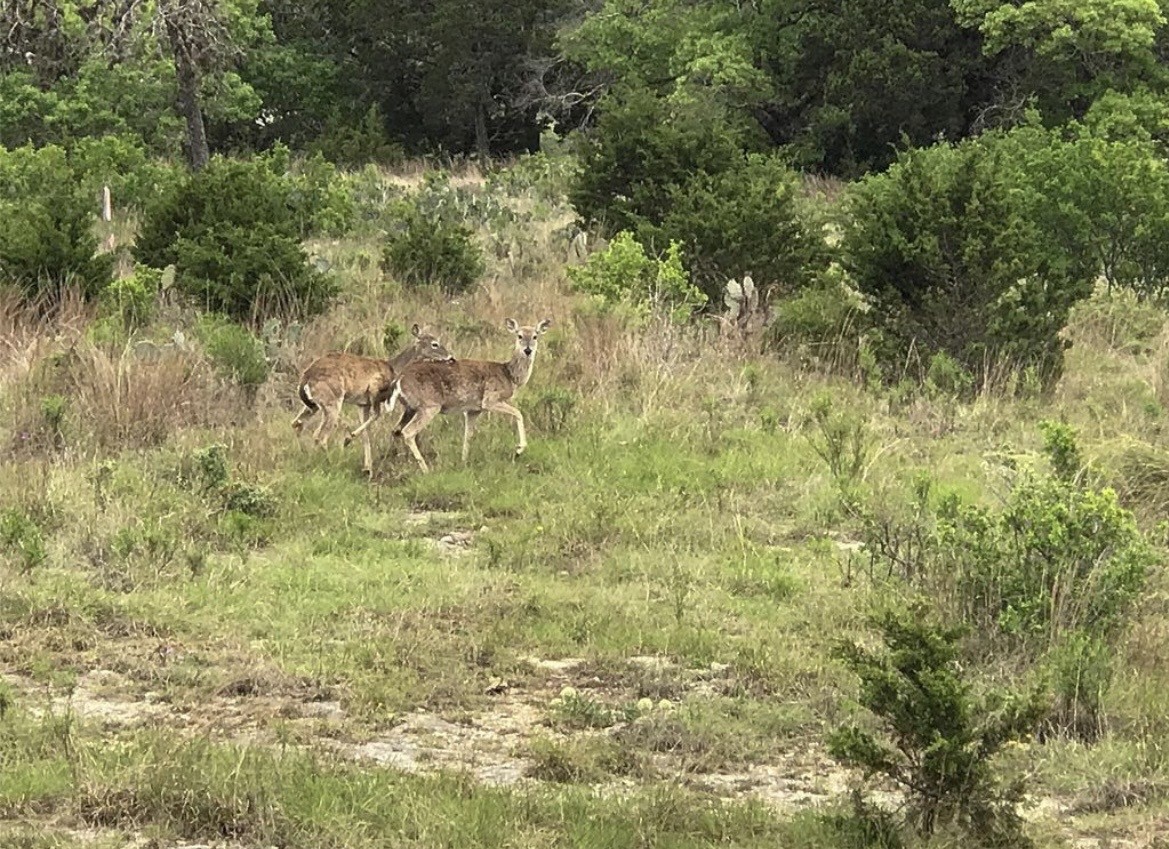 113 Enigma Avenue Spring Branch, TX 78070 - Photo 6 of 15