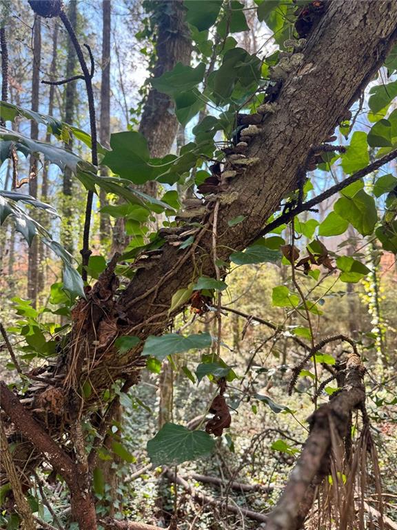 0 Miller Street Lithia Springs, GA 30122 - Photo 31 of 34 a picture of tree