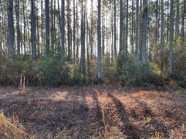 12 Douglas Landing Road Wewahitchka, FL 32465 - Photo 3 of 8