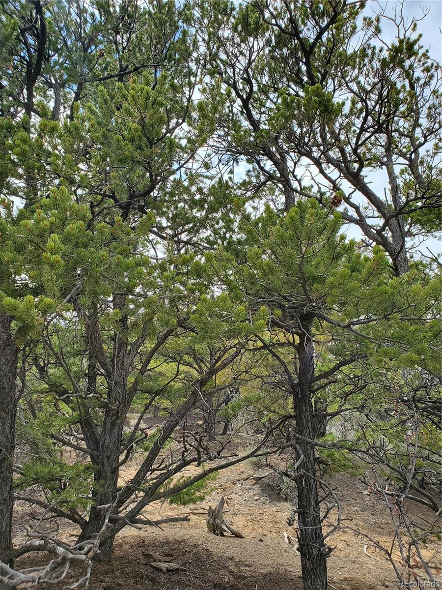 2262 Bateman Road Fort Garland, CO 81133 - Photo 11 of 25 Gallery Image 11