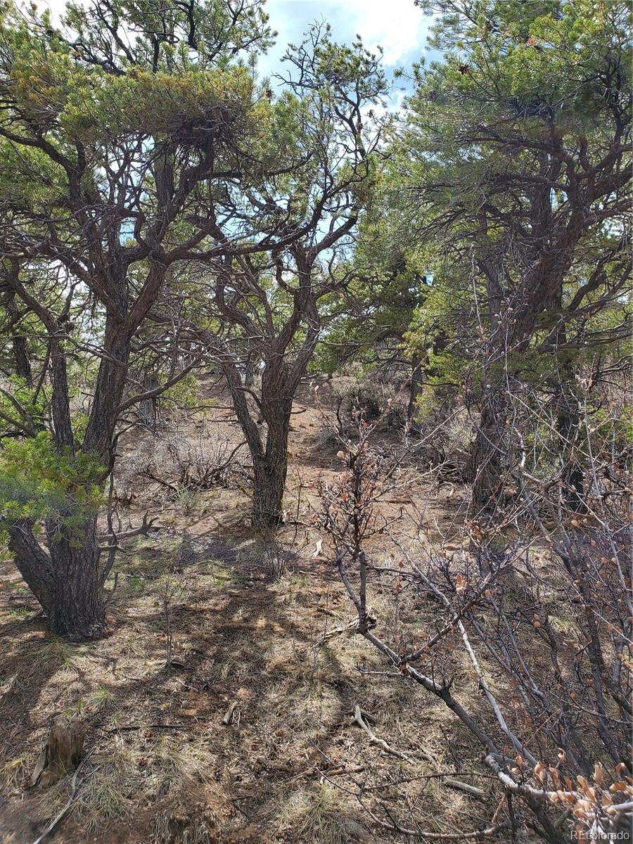 2262 Bateman Road Fort Garland, CO 81133 - Photo 6 of 25 Gallery Image 6