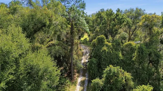 a view of a forest with a tree