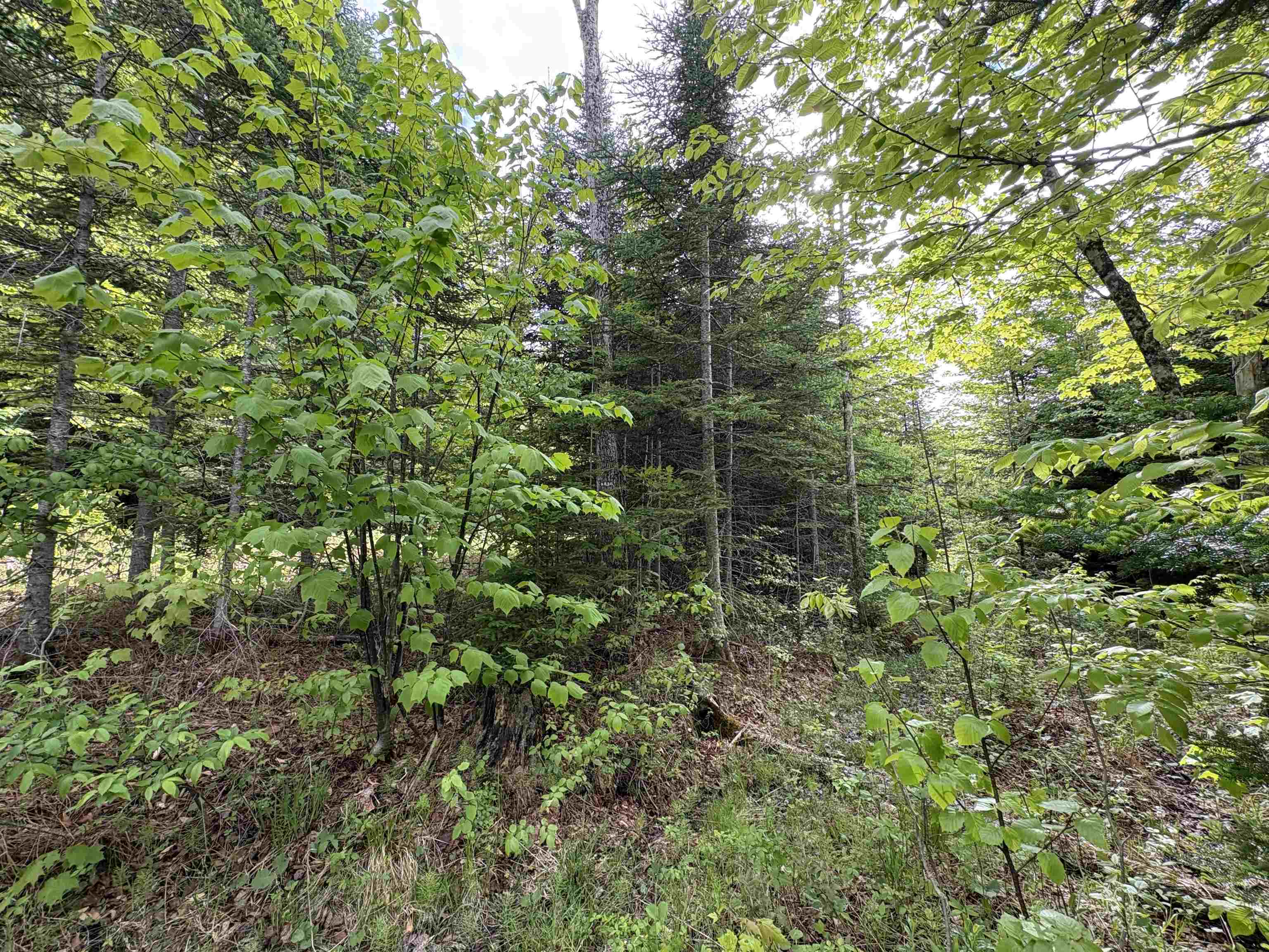 905 Peak Road Wheelock, VT 05851 - Photo 26 of 30