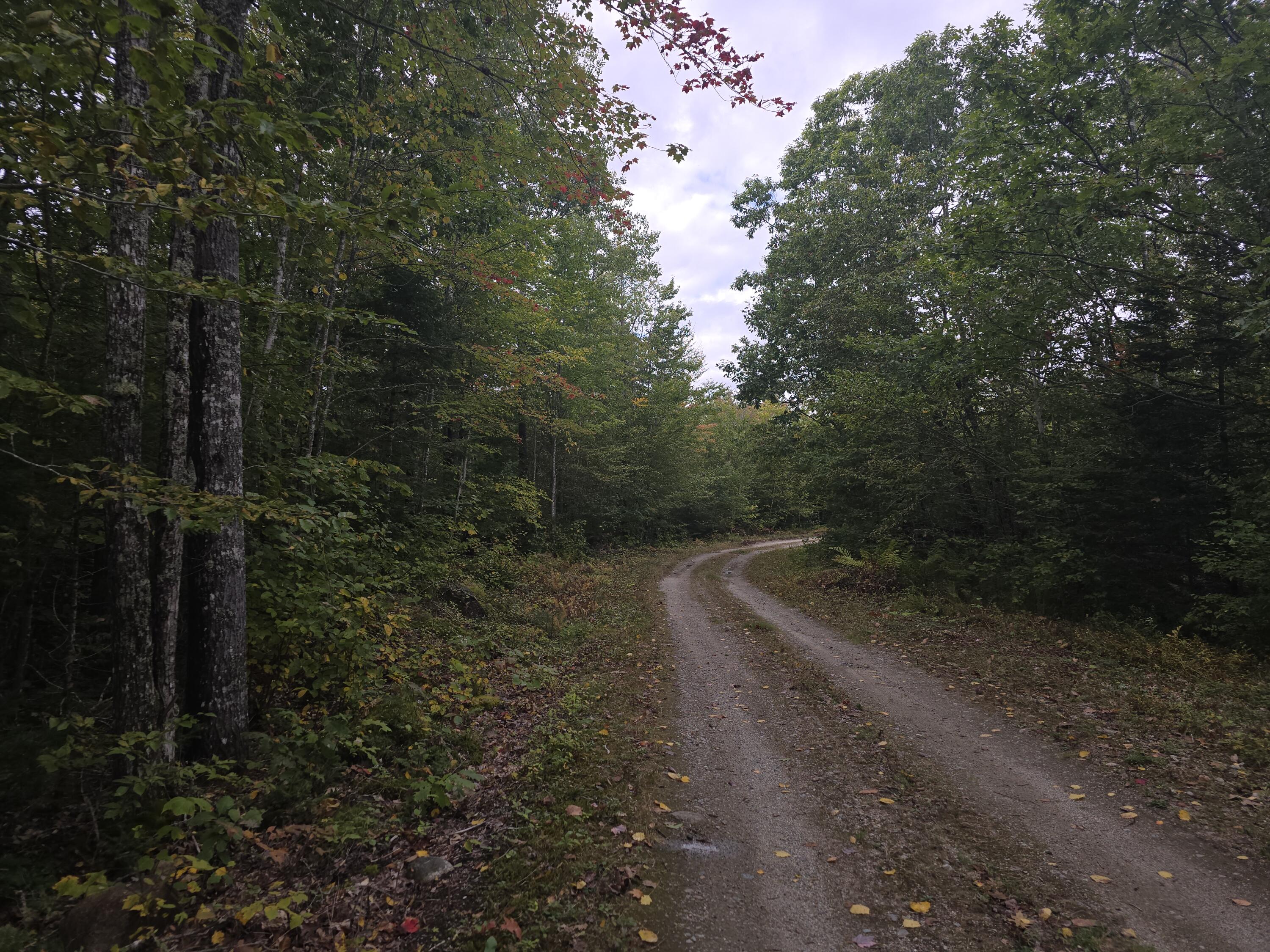 Lot 35 Lot Road Deblois, ME 04622 - Photo 4 of 8 20240927_133248