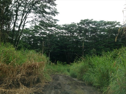 Northeast Lava Tree Road Pahoa, HI 96778 - Photo 2 of 3 a view of a lush green forest with lots of trees