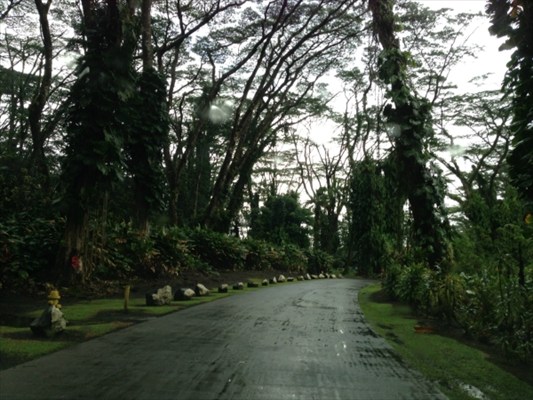Northeast Lava Tree Road Pahoa, HI 96778 - Photo 3 of 3 a view of a field with trees in the background