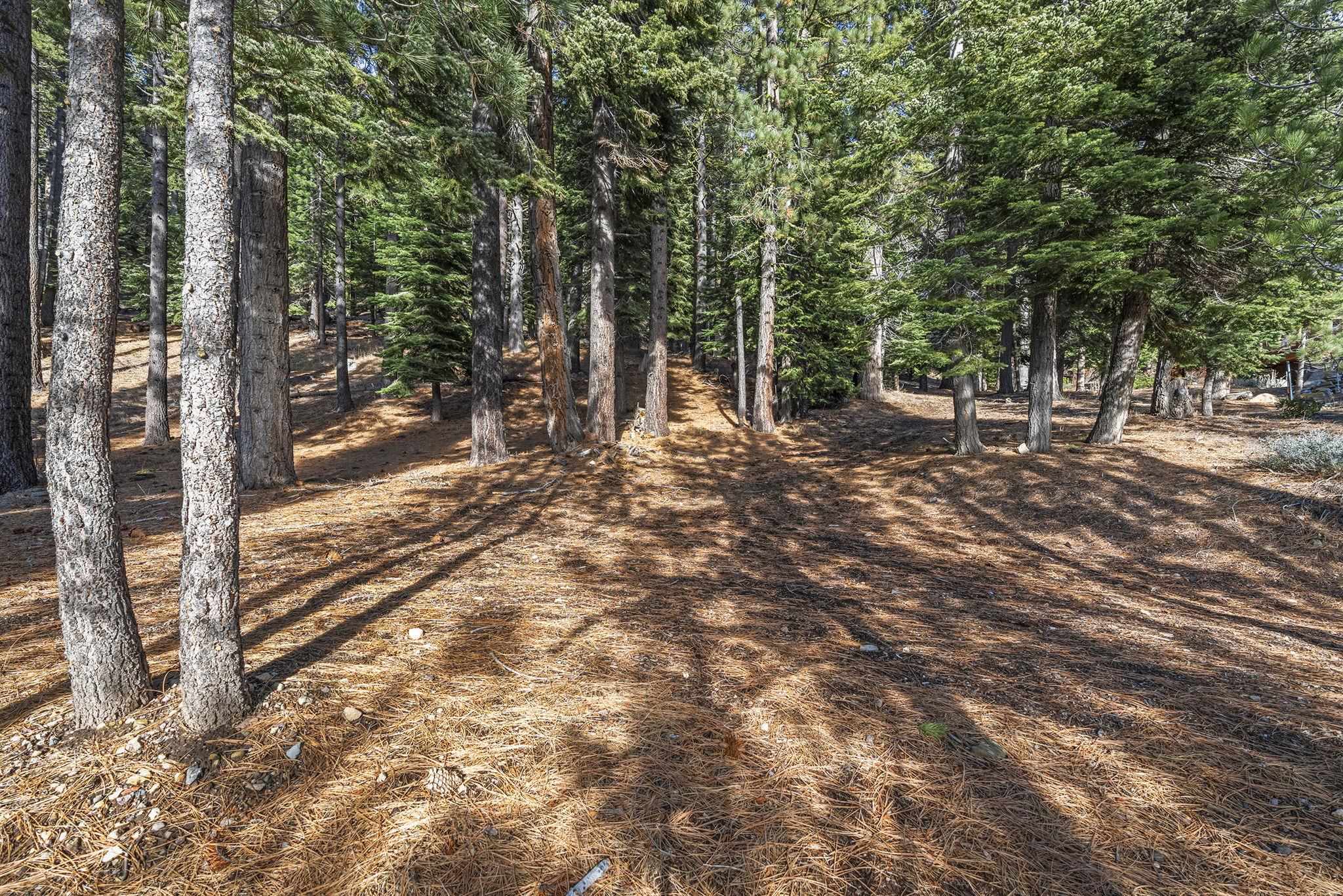 202 Hidden Lake Loop Olympic Valley, CA 96146 - Photo 3 of 28 a view of a forest filled with trees