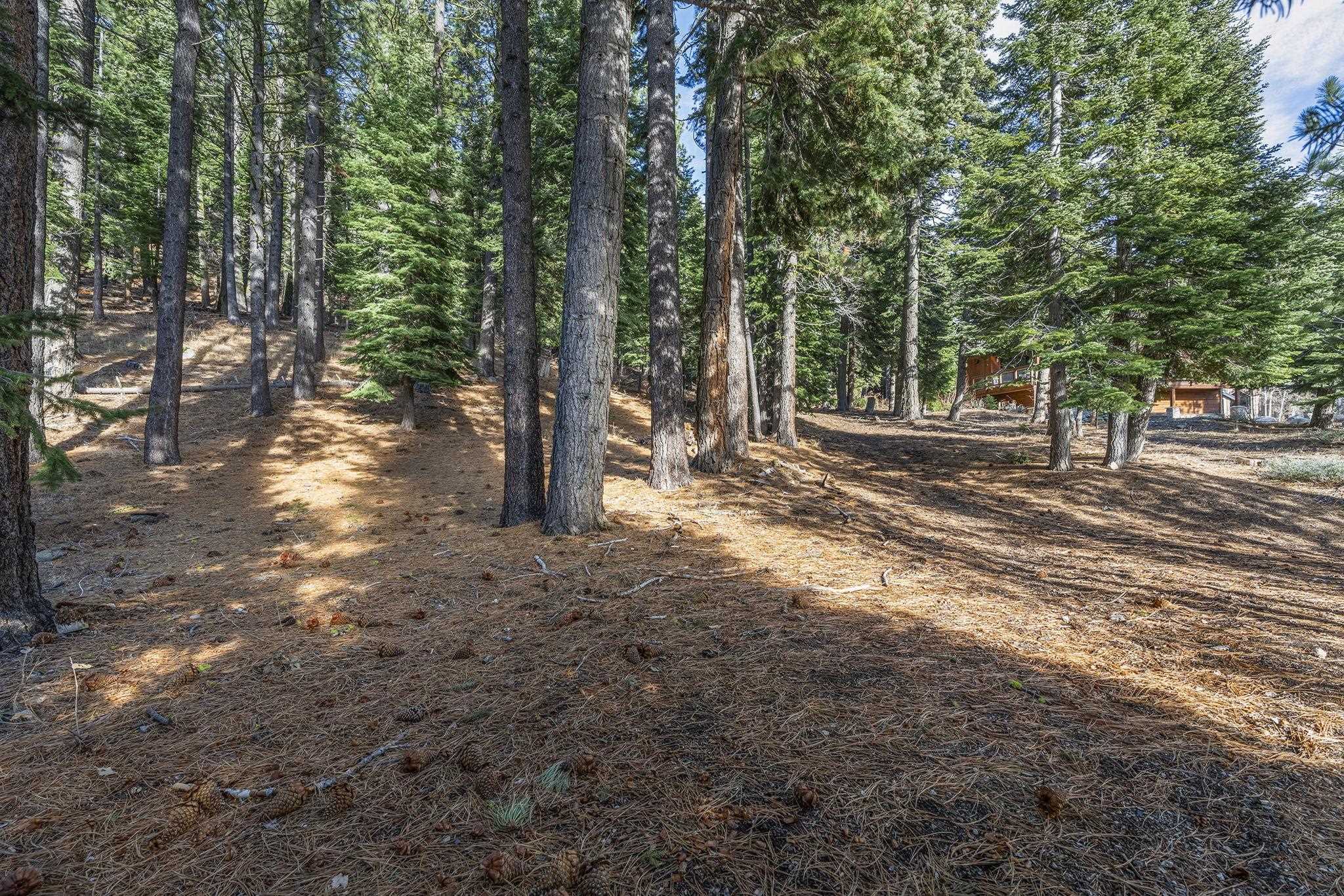 202 Hidden Lake Loop Olympic Valley, CA 96146 - Photo 4 of 28 a view of a forest with trees in the background