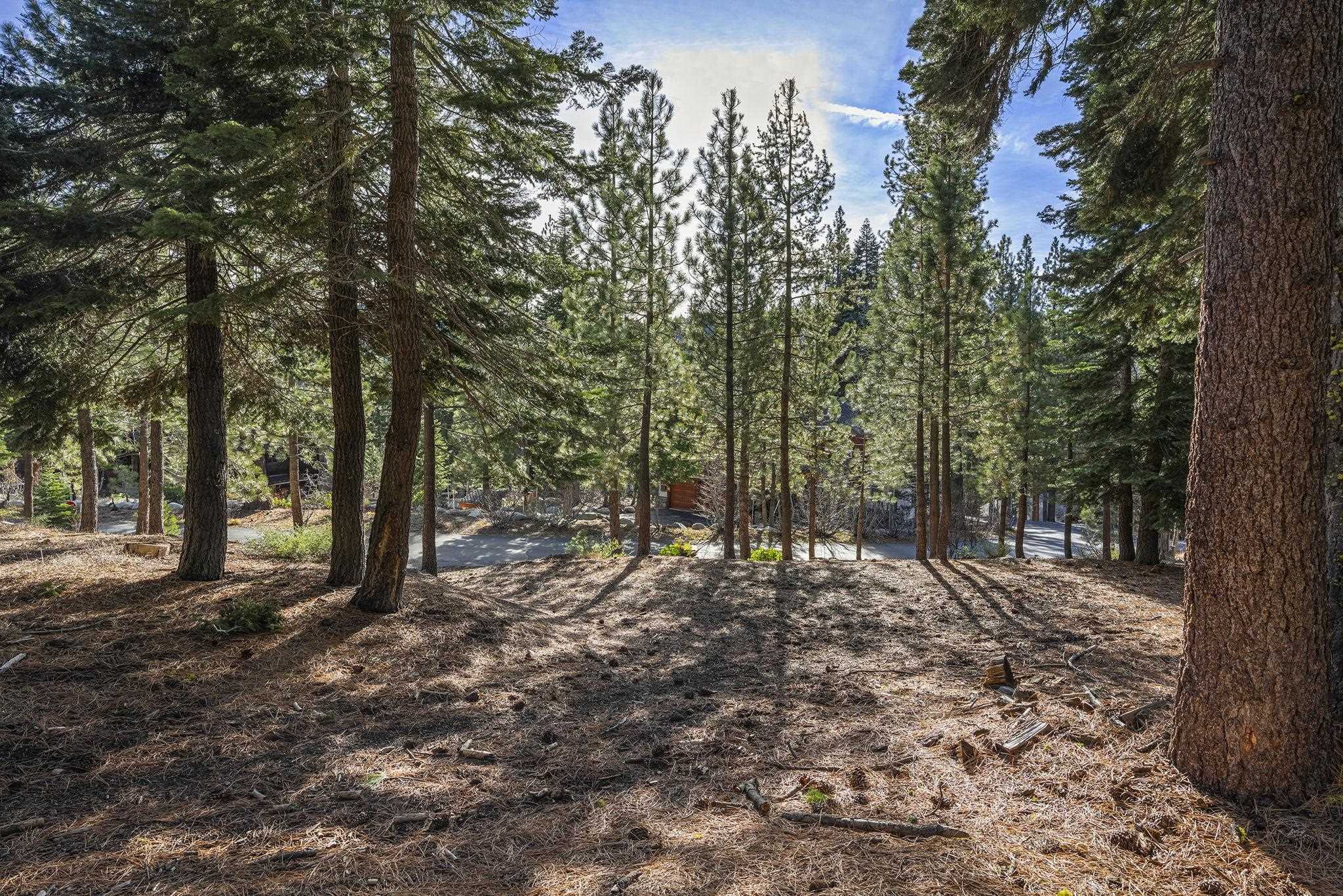 202 Hidden Lake Loop Olympic Valley, CA 96146 - Photo 6 of 28 a view of a forest with trees