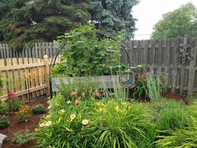 317 Sterling Circle Cary, IL 60013 - Photo 46 of 47 a garden with plants in front of it