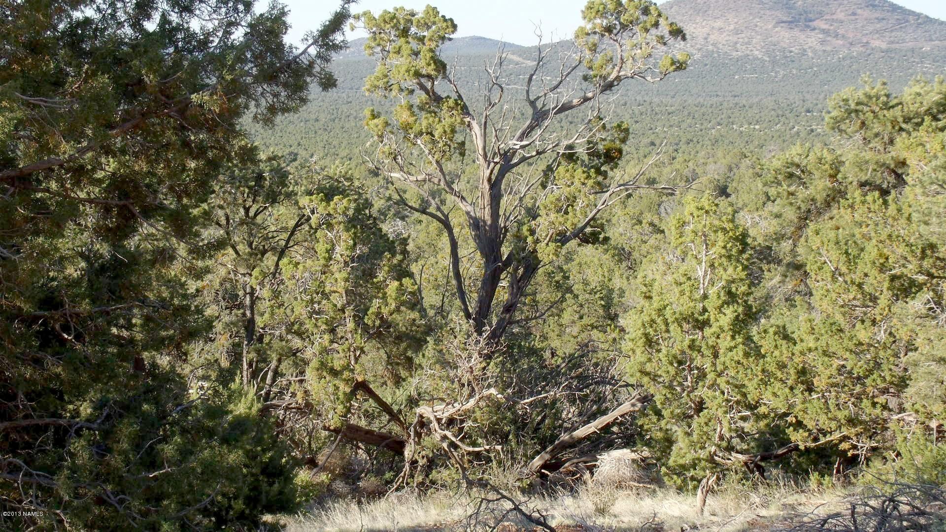 885 West Flushing Quail Road Williams, AZ 86046 - Photo 1 of 6 View From Property