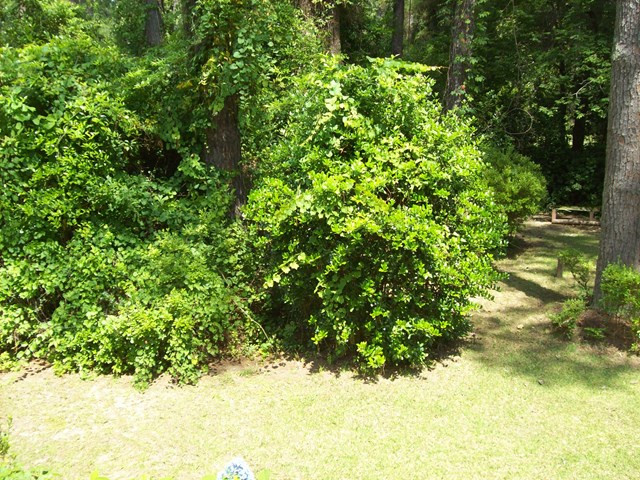 706 West Rollingwood Road Aiken, SC 29801 - Photo 20 of 20 Back Yard