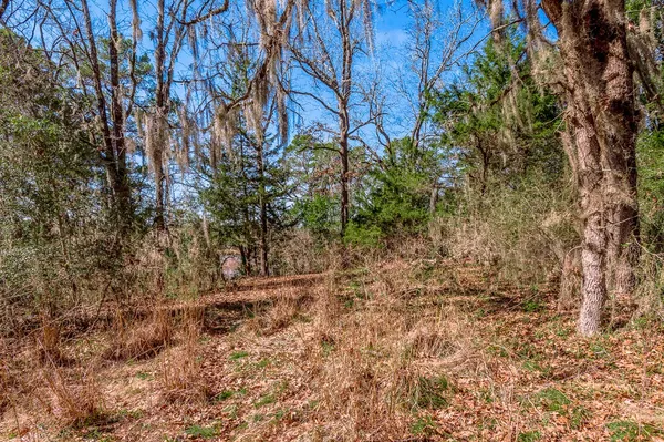 a view of a yard with trees