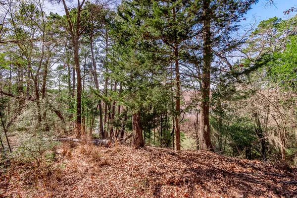 a view of a tree with a yard