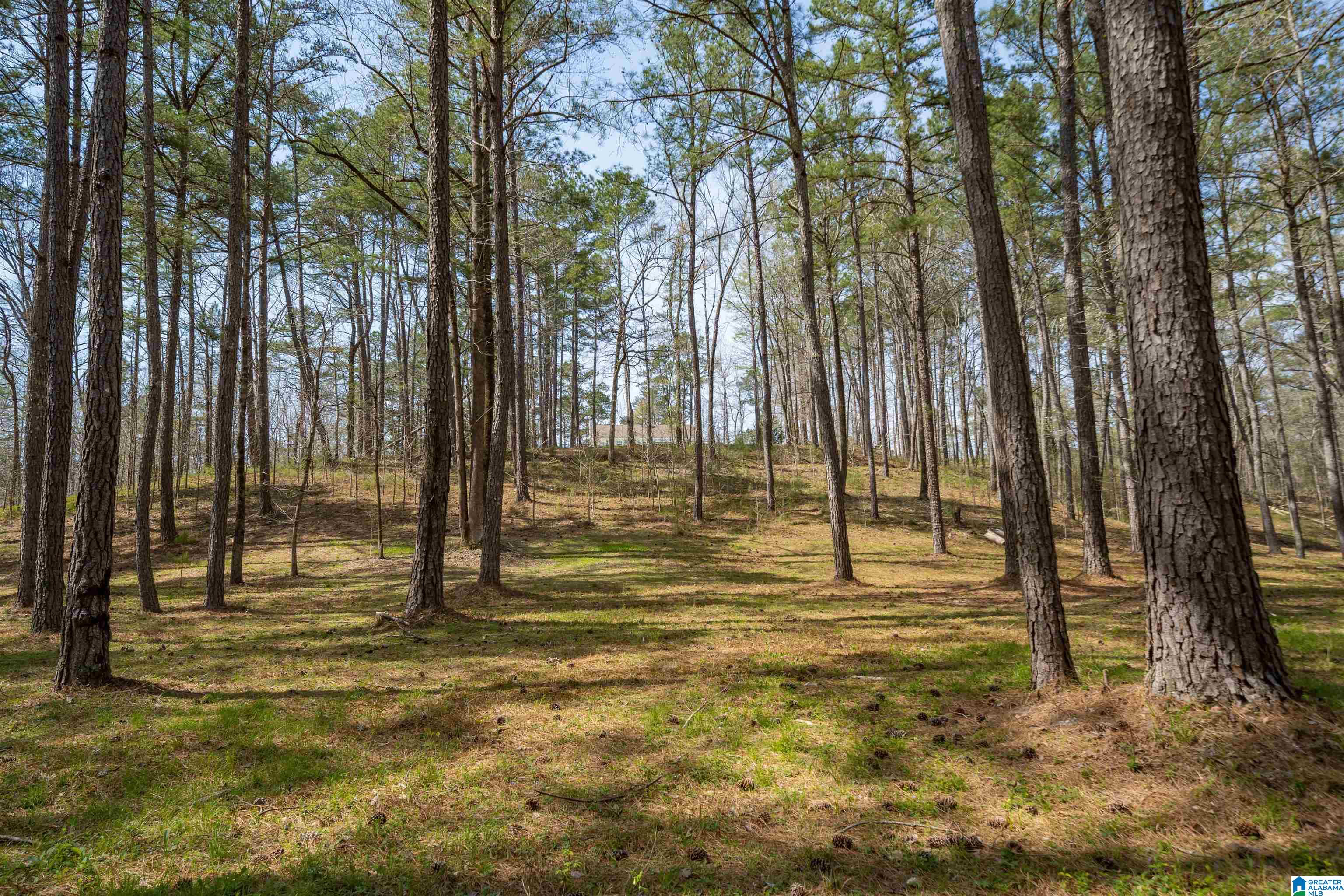 184 Sequoyah Road Pell City, AL 35128 - Photo 5 of 46