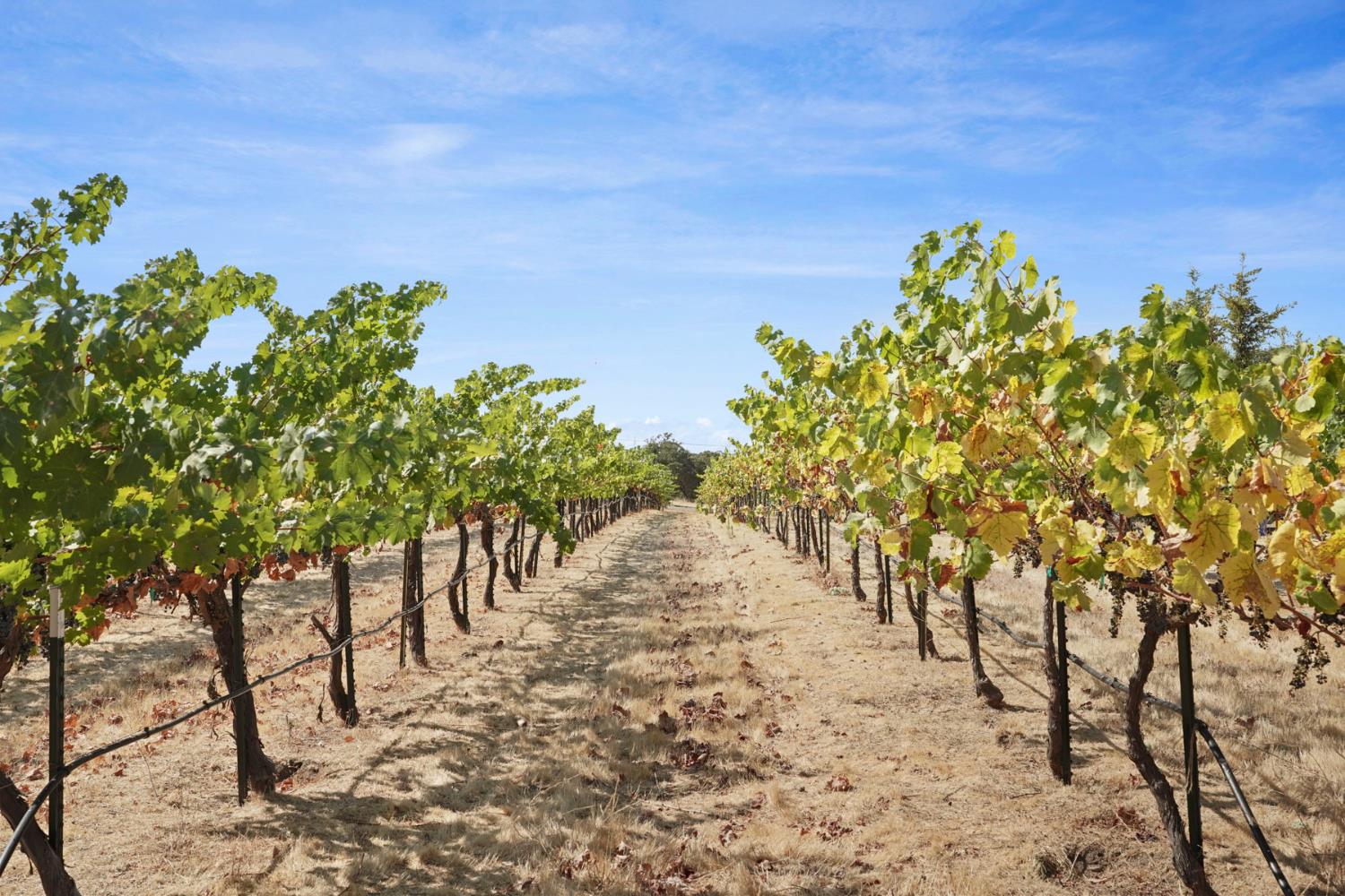 8779 Ospital Road Valley Springs, CA 95252 - Photo 73 of 80