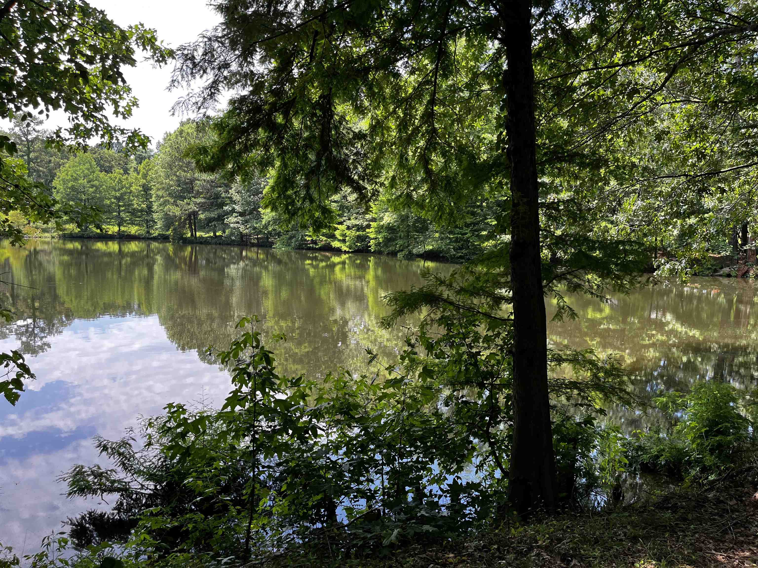 a view of a lake with a tree
