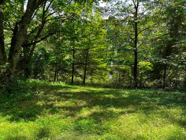 a view of a lush green forest