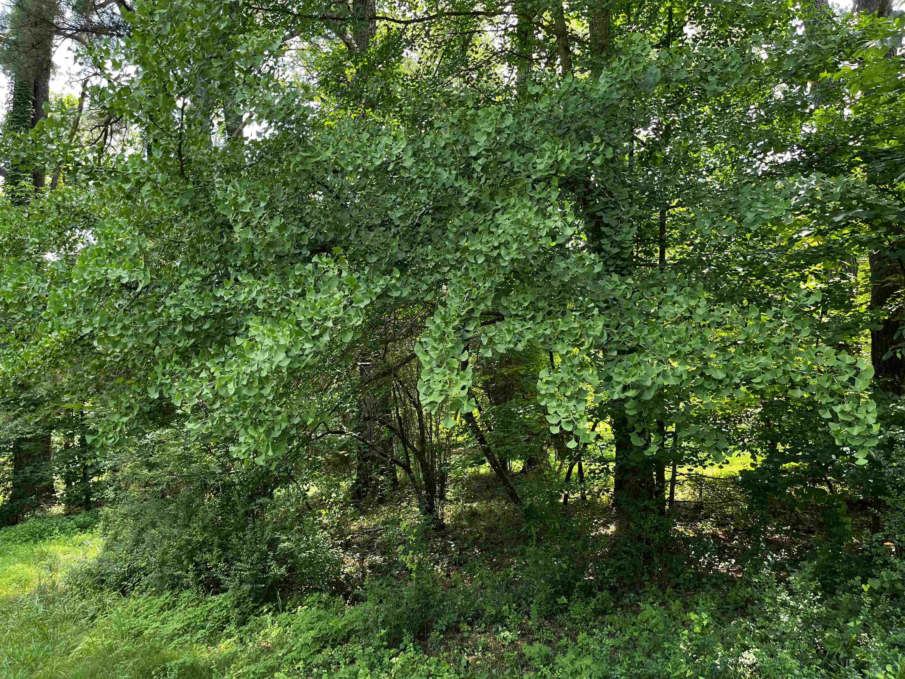 4258 Old Brownsville Road Memphis, TN 38135 - Photo 16 of 40 a view of a lush green forest