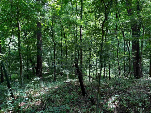 a view of a lush green forest with lots of trees